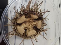 -海胆小馆(东北水饺·春柳店)