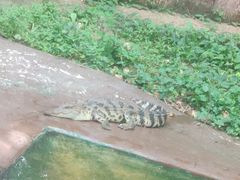 -清迈夜间动物园