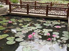 -亚龙湾热带天堂森林公园