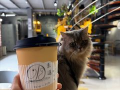 -豆逗聊愈猫阁Easy Life