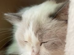 -猫咪派对(江南西店)