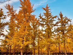 -汉长安城未央宫国家考古遗址公园