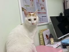 -格蕾宠物医院24H·猫科·肿瘤科·骨科中心(福州总院)