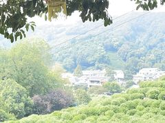 -龙井村