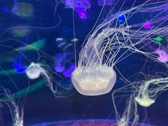 -欢乐海岸海洋奇梦馆