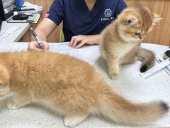 -瑞鹏宠物医院·夜间急症·心超·猫科(祖庙分店)