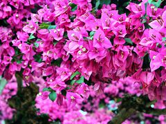 -莲花山公园