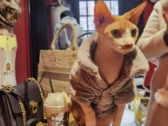 -猫色咖啡·猫咖
