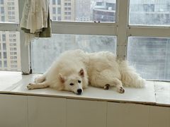 -共舞时光猫咖·狗咖(新街口店)