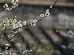 -杭州植物园
