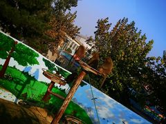 -西霞口神雕山野生动物世界