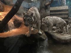 -清迈夜间动物园