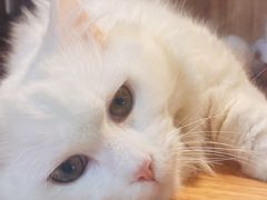 -浣熊柯尔鸭土拨鼠·电玩咖