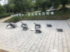 -广东惠东海龟国家级自然保护区
