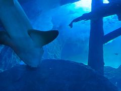 -迪拜水族馆及水下动物园