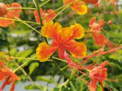 -亚龙湾中心广场