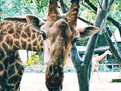 -广州长隆野生动物世界