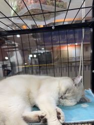 -镁连社·美联社