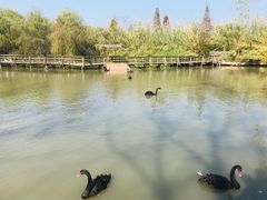 -溱湖国家湿地公园