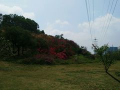 android_upload_pic-大沙河公园