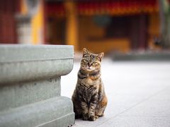 -龙华寺