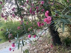 -合肥滨湖国家森林公园