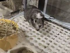 -深圳鸟咖鹦花岛