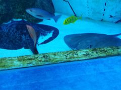 -芜湖新华联大白鲸海洋公园