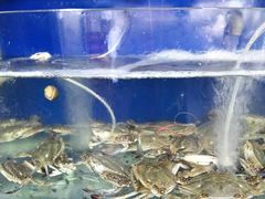 -渔家小院观海海肠捞饭地方菜(环海中路店)