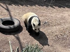 -沈阳森林动物园