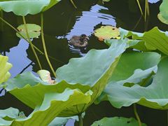 -荔湾湖公园