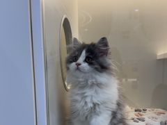-小猫来了·猫舍(红山六九七九店)
