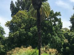 -墨尔本皇家植物园