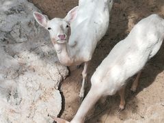 -石家庄市动物园