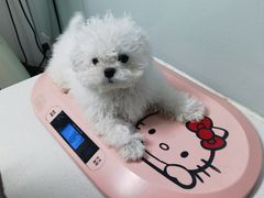 -达爱动物医院·犬猫分区·CT·复杂眼科(远洋山水分院)