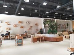 大堂-藏猫猫咖啡主题馆(中央大道店)