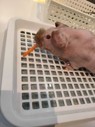 -Moni星球萌宠·小马宝莉·灵蛇·高端高阶全萌宠互动体验俱乐部(红豆国际广场店)