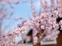 -永定河休闲森林公园