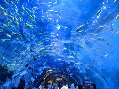 -华夏文旅海洋公园