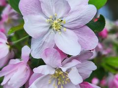 -海棠花溪(元大都城垣遗址公园)
