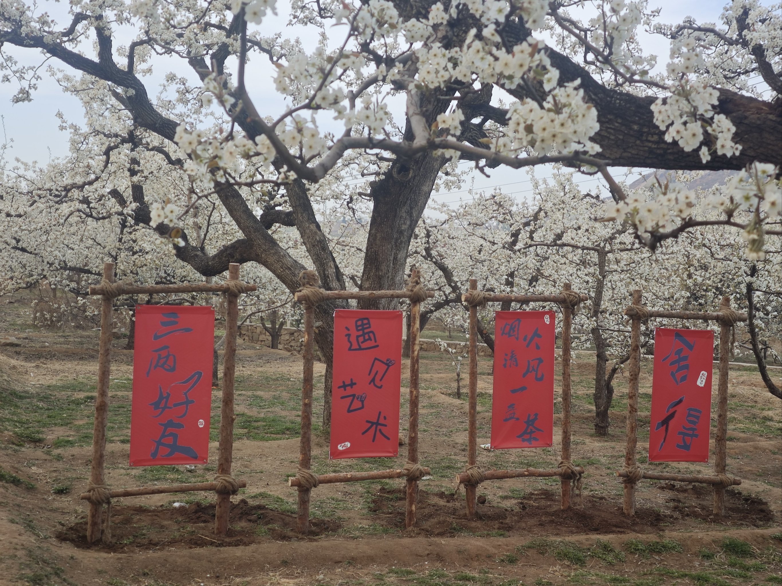 梨花盛开 邀你而来 正明山梨花节
