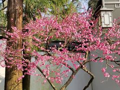 -岳王庙