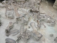 -自贡恐龙博物馆