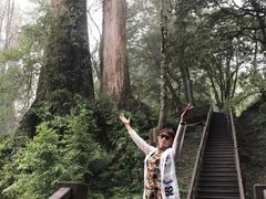 -阿里山神木遗迹