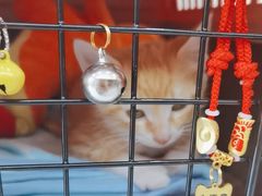 -艾贝尔宠物医院·24H转诊中心·肿瘤猫专科(江宁双龙店)