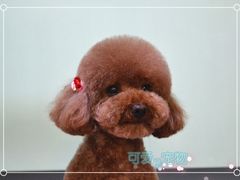 泰迪-可爱是宠物(容辰庄园店)