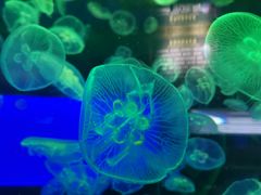 -多彩贵州城极地海洋世界