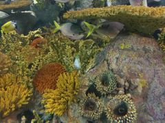 -上海海洋水族馆