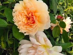 -人民公园(罗湖区)