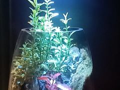-王府茶楼茶宴·创意菜(朝阳公园店)